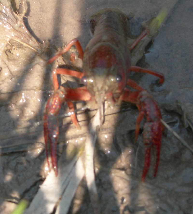 Procambarus clarkii